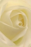 Drawn into the creamy heart of this elegant rose, set against the backdrop of Eastcote's tranquil neighbourhoods, you can almost feel the velvety touch of each spiraling petal. The image beckons you inward, as if you could nestle among the whisper-light folds and sense the cool morning dew. Luminosity radiates from within, with gentle shadows wrapping the ivory curves in serene, contemplative light, much like the peaceful ambiance of a Sunday along Eastcote's leafy streets. This rose, a masterpiece of both nature and human artistry, is an emblem of reverence and new beginnings-ideal for sending a message of sympathy, admiration, or quiet celebration. There's a subtle, sweet fragrance in the air, softly enveloping the senses. The perspective, close and intimate, captures the essence of a florist's devotion to each arrangement, as well as the unique spirit that flows through every meaningful moment celebrated in Eastcote with a touch of floral elegance.